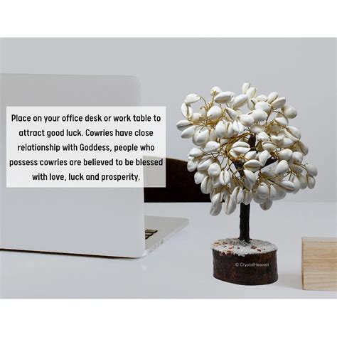 Natural Kaudi Tree - Premium Kauri Shell - Crystal Heaven