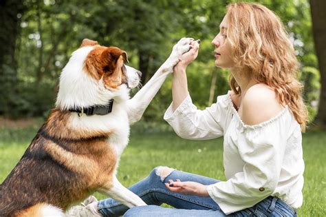 All About Dogs | History, Breeds, Fun Facts, Lifespan & More!