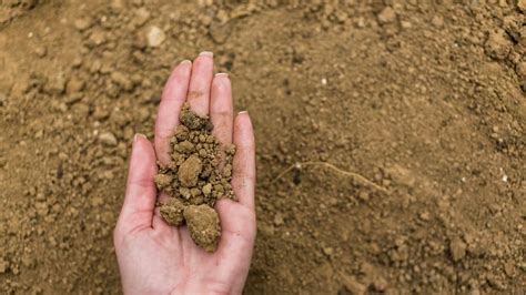 Understanding Soil Types and Uses: The Richness Beneath Our Feet - Dwello