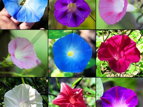 Morning Glories For The Garden - Different Types Of Morning Glory Plants