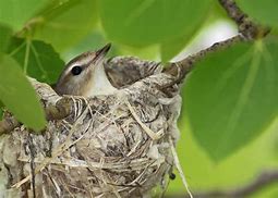 Image result for Strange Birds Nests