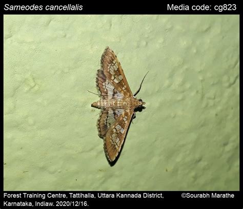 Sameodes cancellalis (Zeller, 1852) - | Moths