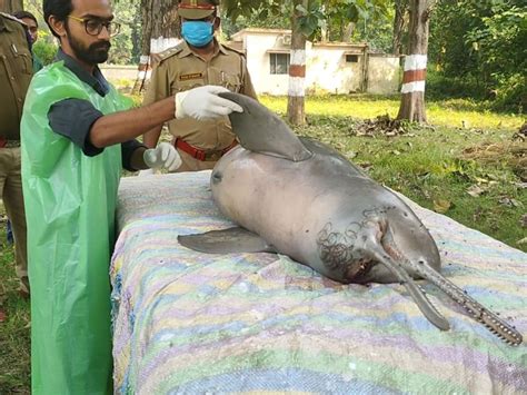India Lost 10 More Gangetic River Dolphins In One Year in 2022-23 – SANDRP
