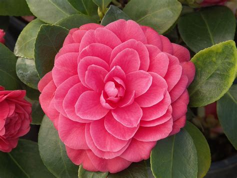 Glen 40 Camellia - Monrovia - Glen 40 Camellia | Camellia plant ...