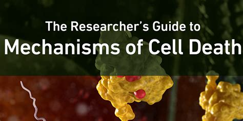 Mechanisms of Cell Death: Ferroptosis