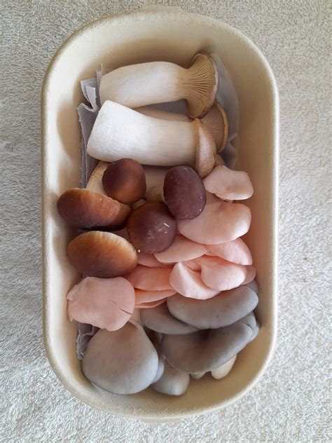 Fresh Assorted Mushrooms (Farmer's Pick-Bestseller) – Green Apron India