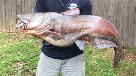 Giant catfish caught in Grapevine Lake | FOX 4 Dallas-Fort Worth