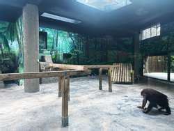 ZooLex Exhibit - Orangutan Exhibit