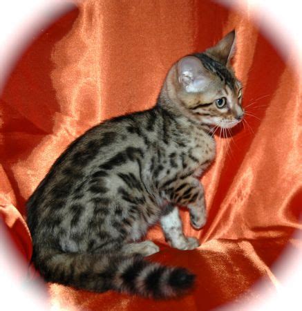 bengal katzen verkaufen in berlin | Tiere | Kleinanzeigen