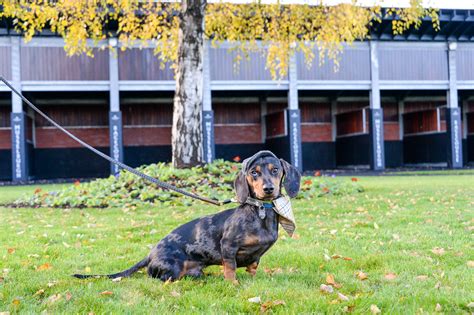 Dog-Gone Gorgeous: Cute Canines to parade for best dressed
