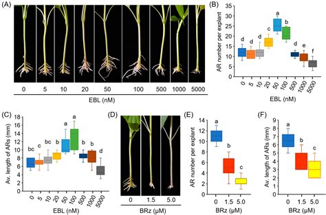 24-Epibrassinolide Facilitates Adventitious Root Formation by ...
