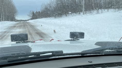 Cougar cubs spotted in Michigan for the first time in more than 100 years