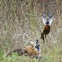 Image result for Fox with Flowers
