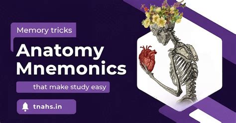 Best Anatomy Mnemonics for Medical & Paramedical Students | TN AHS ...