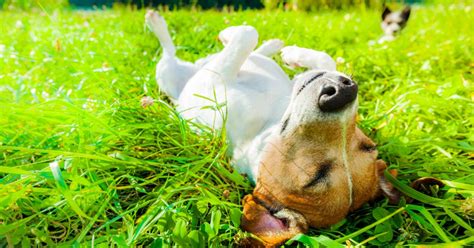 Summer Solstice Explained 的图像结果