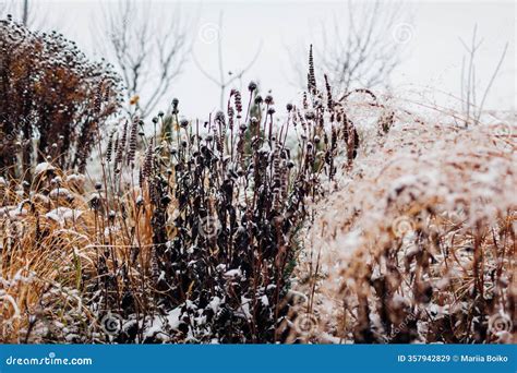 Garden Winter Interest. Landscape of Winter Perennials and Ornamental ...