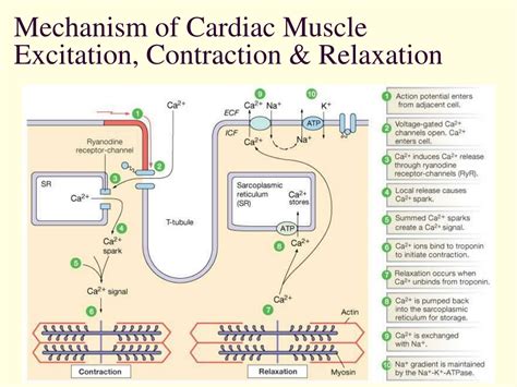 PPT - Cardiac Muscle Physiology & Action Potential | Lecture Insights ...