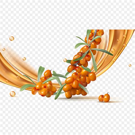 Sea Buckthorn Berries Vector Hd PNG Images, Sea Buckthorn Berries With ...