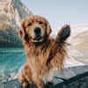 These 30 cute pictures of dogs will surely put a smile on your face ...