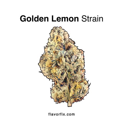 Golden Lemon Strain Info | Cannabis Strains | Flavor Fix