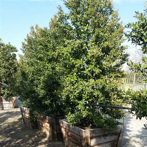 Prunus caroliniana 'Bright and Tight' - Compact Carolina Cherry Laurel ...