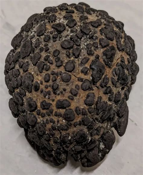 Image result for OSRS Fossils Guide