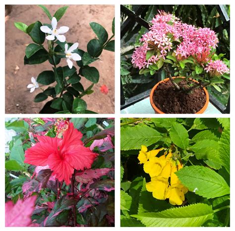 Set of 4 Year-round flowering plants- Arctic Snow Bush+ Dwarf Pink Ixo