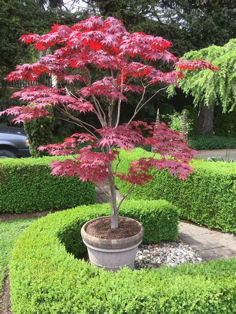 Pruning: - Acer palmatum "pixie" , spring trim | Japanese maple tree ...