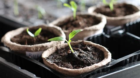 16 Tips To Growing Vegetables Indoors During The Summer (And Keeping ...