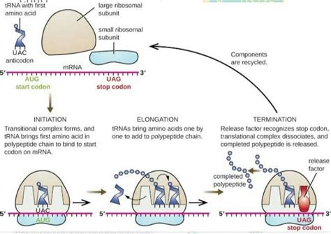 describe the process of translation of m-RNA - Brainly.in