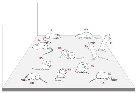 Effects of Different Anxiety Levels on the Behavioral Patternings Investigated through T-pattern ...