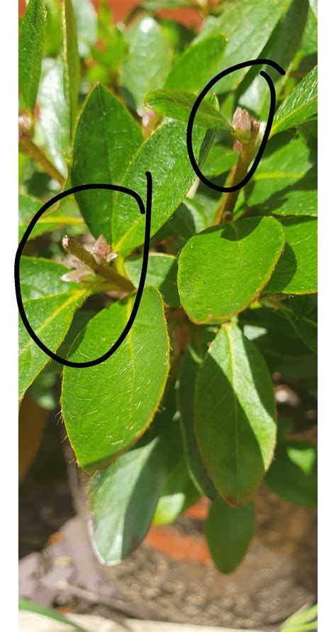 Do azaleas bloom twice? : r/gardening