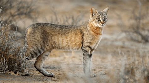 African Wild Cat Hunting