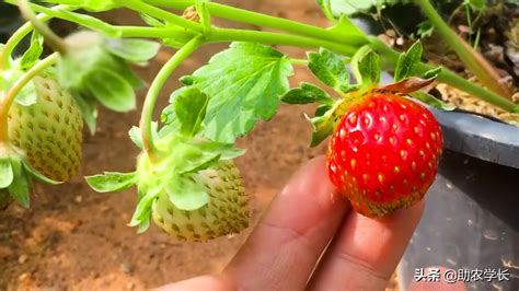 秋季草莓盆栽的方法技术 - 知乎