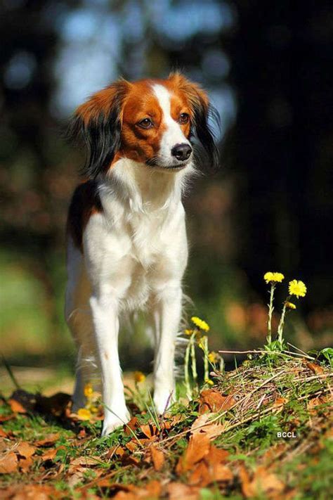 Kooikerhondje or the Dutch Spaniels are often spotted in 17th century ...