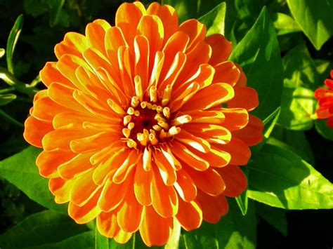 Orange Flowers And Their Names 30 Beautiful Orange Flowers To Plant In