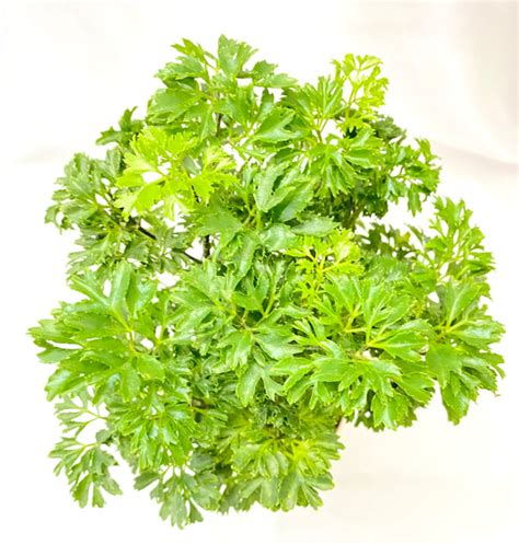 Aralia – Dream Green