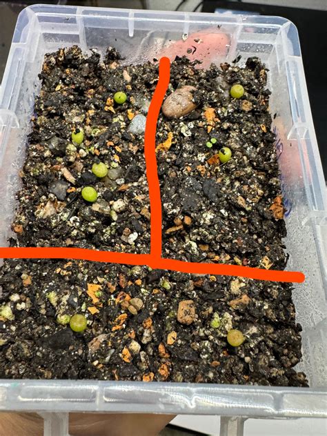 Looking much better almost 2 weeks since sowing. Sitting covered, 78f ...