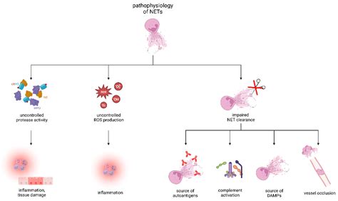Neutrophils’ Extracellular Trap Mechanisms: From Physiology to Pathology
