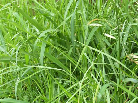 What Does an Overgrazed Grass Plant Look Like? - Agricultural Insights