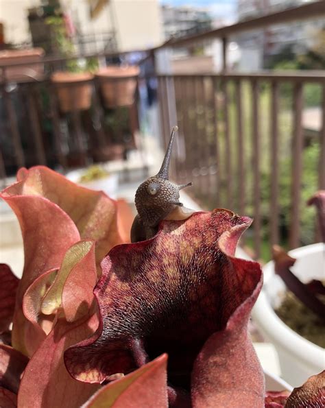 I used to feed my S.purpurea snails mainly. That was because they were big, harmless and easy to ...
