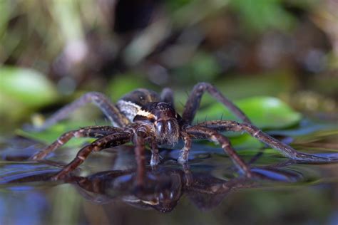 Giant Leech With Teeth