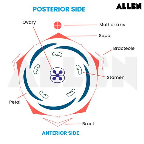 Floral Formula: Definition, Construction & Parts of Flower