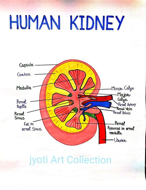 How to Draw Kidney in Easy Way 的图像结果