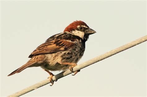 Spanish Sparrow photos and wallpapers. Collection of the Spanish ...
