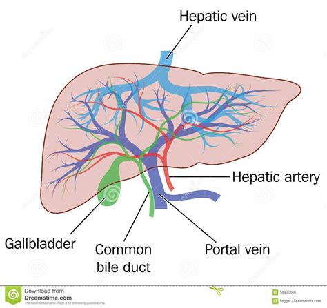 Arterial Blood Supply of Liver - HarperminWeber