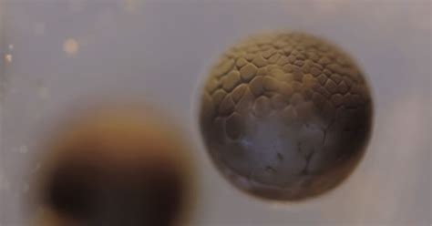 Exploding Frog Video 的图像结果