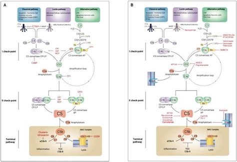 Image result for Complement System Disorders