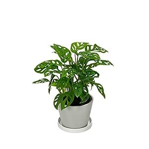 Mphmi Monstera deliciosa Plant Broken Heart Indoor Plant with Self ...