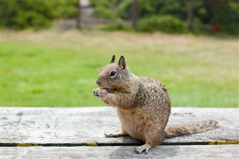 Squirrel Repellent Plants: What Plants Keep Squirrels Away?
